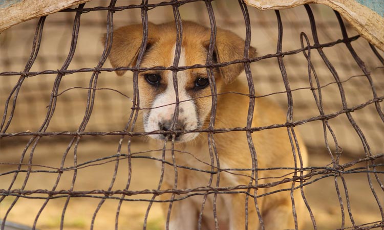 Con multa de 14 mil pesos castigan maltrato animal en Puebla