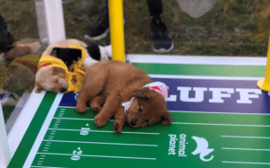Puppy Bowl, el juego de ‘Super tazón’ que promueve la adopción