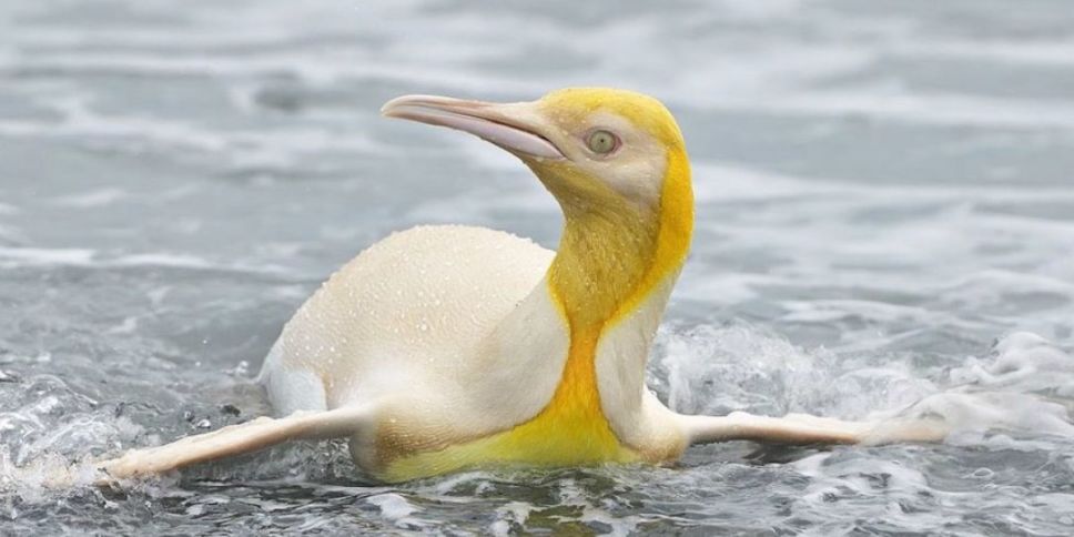 Captan a inusual pingüino amarillo en Georgia del Sur