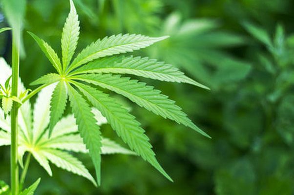 Legisladores de NY acuerdan legalizar la mariguana recreativa