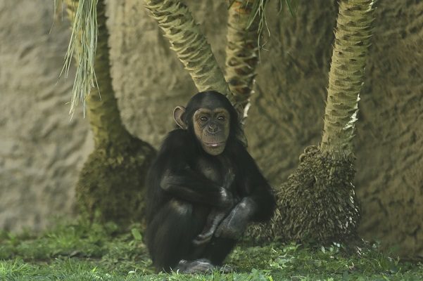 Nueve simios son vacunados contra Covid-19 con dosis creadas para ellos