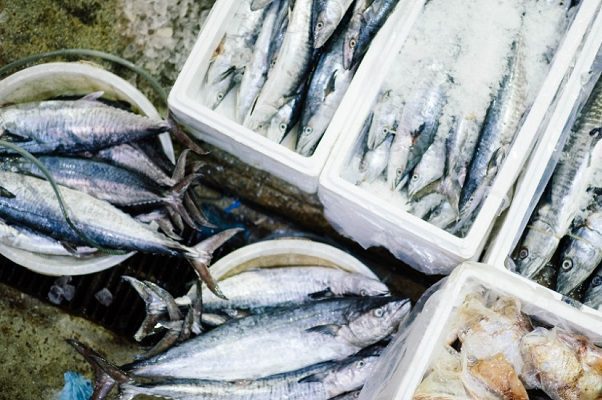 44% de los pescados vendidos en ciudades de México son un engaño: Oceana