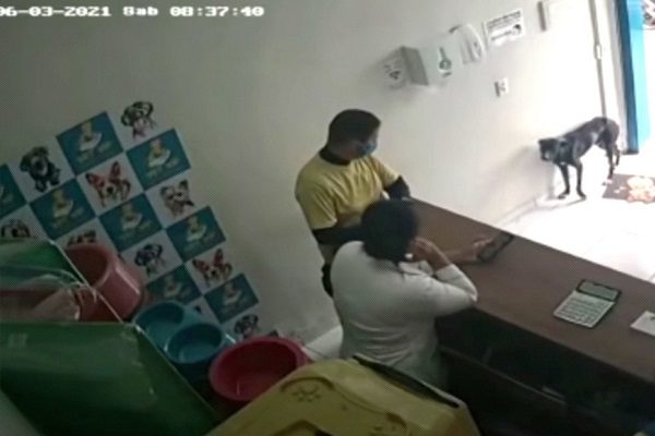 Perrito callejero lastimado llega solo a veterinaria en Brasil #VIDEO