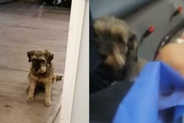 "Juan", el perrito que acompañó a su dueño hasta el hospital en ambulancia #VIDEO