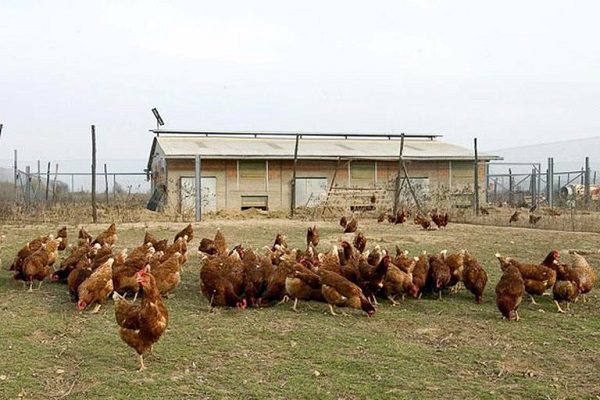 Rusia alerta que la gripe aviar puede comenzar a trasmitirse entre personas