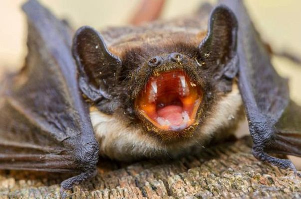 Estudio advierte que Covid-19 apenas cambió del murciélago al hombre