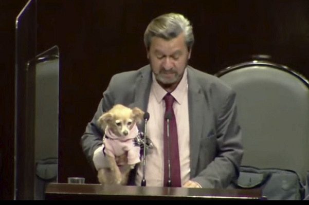 Diputados aprueban dar dos años de cárcel por maltrato animal y zoofilia