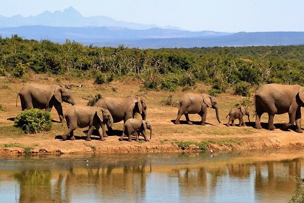 Dos especies de elefantes africanos ya están en peligro de extinción