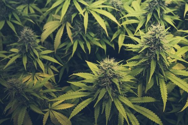 Nueva York aprueba el uso recreativo de la mariguana