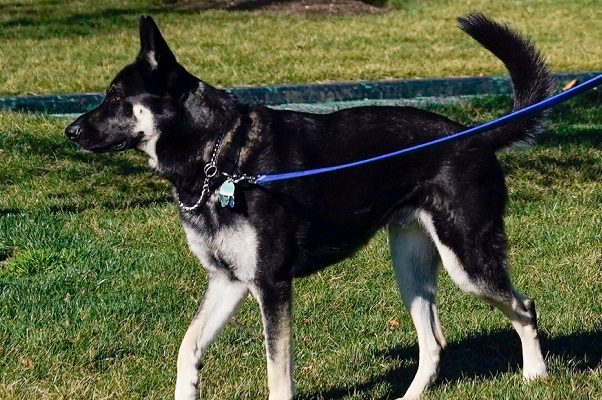 'Major', el perro de Biden, volvió a morder a alguien en la Casa Blanca