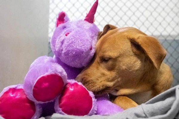 Perrito se roba peluche y el corazón de una comunidad en Carolina del Norte