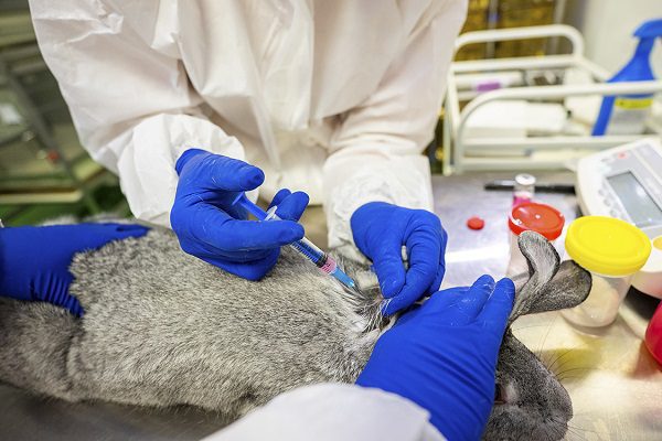 Rusia aprueba la Carnivac-Cov, la primera vacuna antiCovid para animales