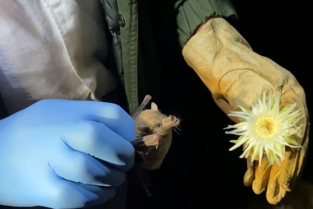 IPN estudiará sistema inmune de murciélagos para evitar otra pandemia