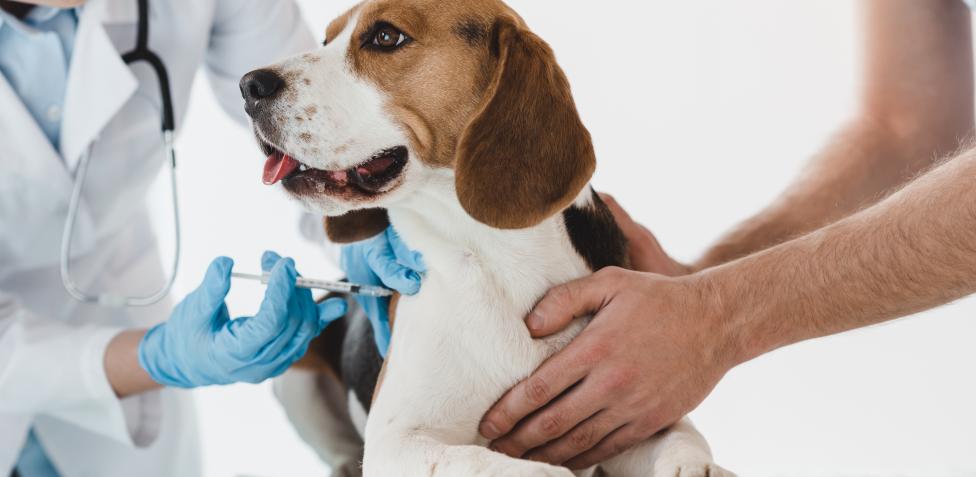 Zoetis, esta es la vacuna para proteger a animales del Covid-19