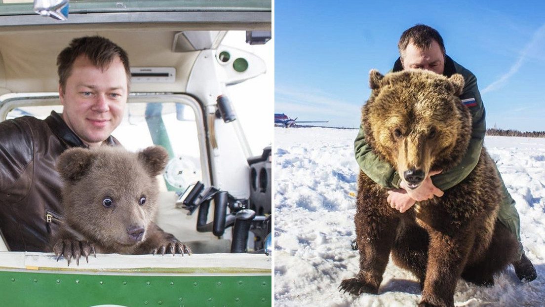 Oso adoptado por aviadores, la nueva estrella de redes sociales