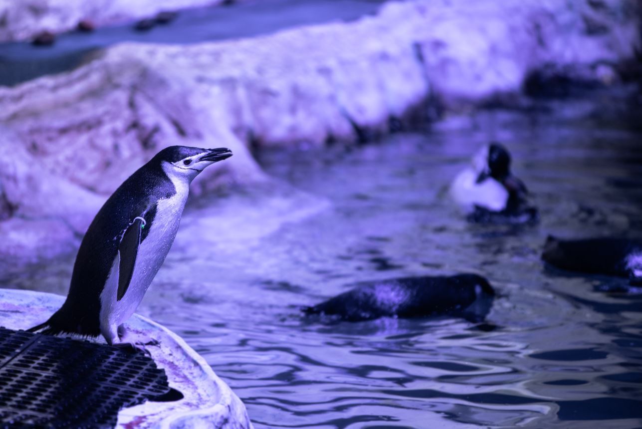 Regresan actividades al Acuario Inbursa
