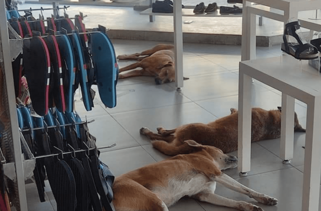 Zapatería en Coatzacoalcos se viraliza por "consentir" a perros de la calle