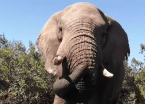 Captan a elefante “jugando en alberca” y se viraliza #VIDEO