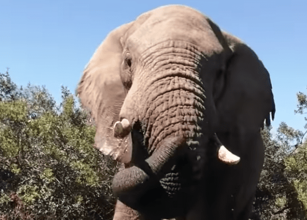 Captan a elefante "jugando en alberca" y se viraliza #VIDEO