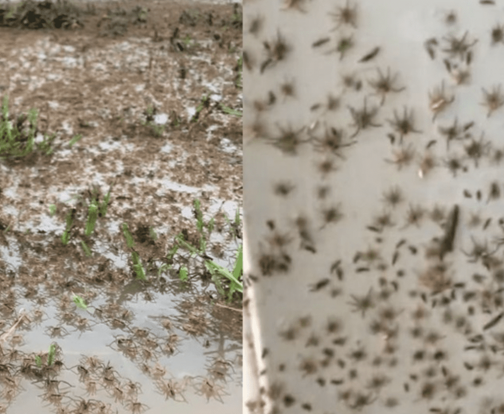 Así huyeron miles de arañas de las inundaciones en Australia #VIDEO