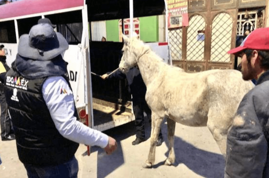 Rescatan a yegua usada para la recolección de basura en Ecatepec