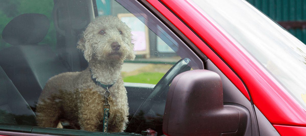 Auxilian a perrito encerrado en un vehículo de la CDMX