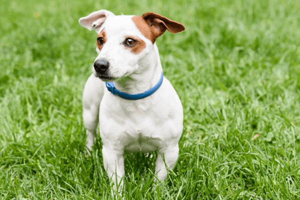 Este collar antipulgas podría causar la muerte a tu mascota