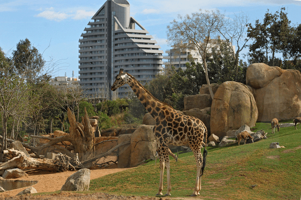 Así será la reapertura de zoológicos y acuarios este lunes
