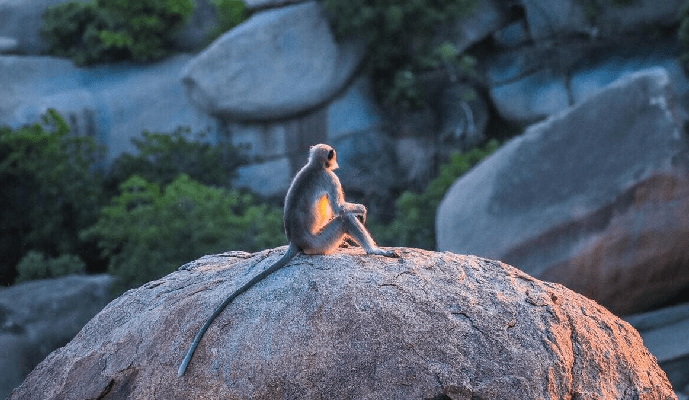 En el mundo animal también realizan el distanciamiento social