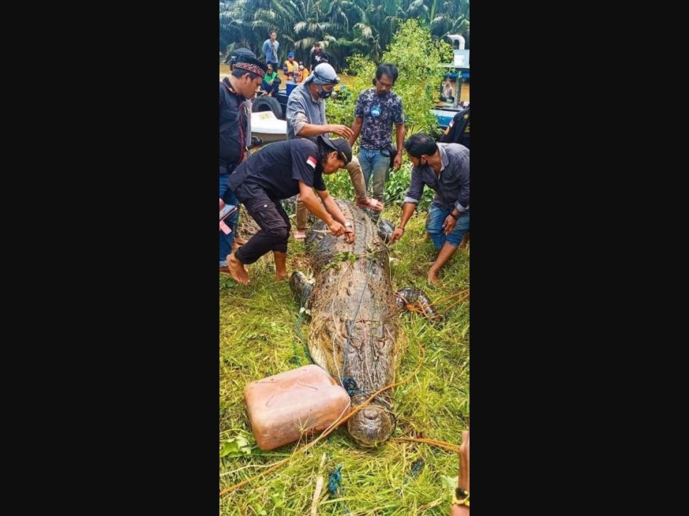 Cocodrilo se traga a niño, vecinos lo matan y extraen cuerpo