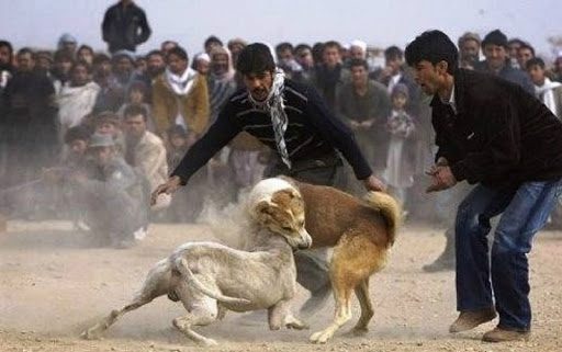 Aprueban dar hasta 5 años de cárcel a quienes organicen peleas de perros