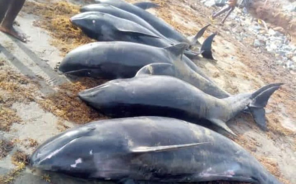 Encuentran a al menos 60 delfines muertos en playas de Ghana