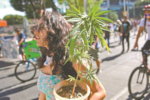 Comisión del Senado aprueba minuta sobre regulación de mariguana