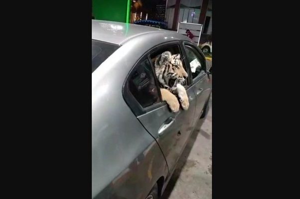 Captan a tigre de bengala "paseando" en auto en Mazatlán #VIDEO