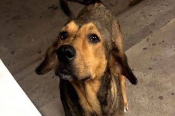 Asesino de Rodolfo Corazón ya compareció ante Ministerio Público de Sinaloa