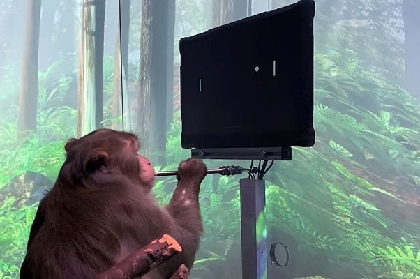 Neuralink logra que un mono juegue ping pong virtual con la mente #VIDEO