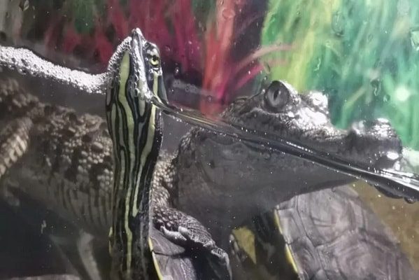Rescatan a 67 animales en peligro de extinción en mercado de la Venustiano Carranza