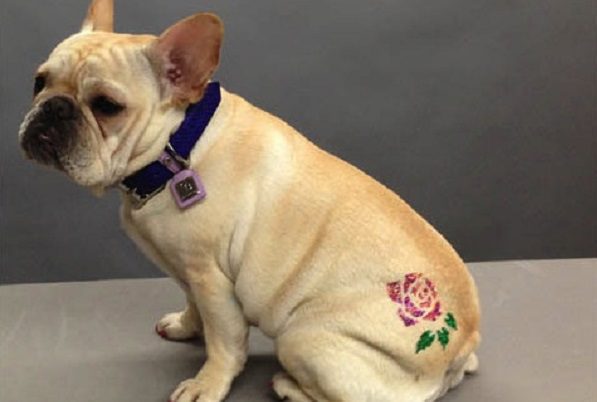 Prohíbe tatuar o perforar a mascotas en CDMX