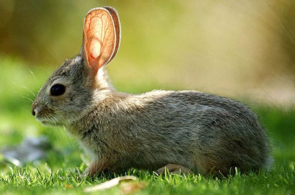 Diputados prohíben pruebas cosméticas en animales