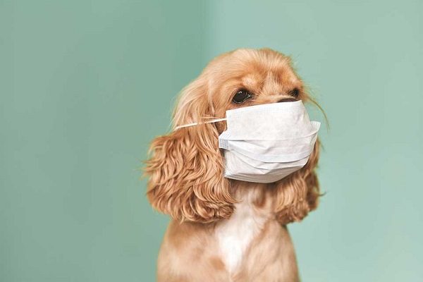 Rusia produce el primer lote de vacuna antiCovid para animales