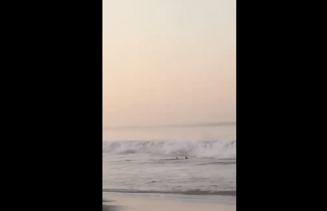 Presencia de tiburones alarmó a turistas y pobladores en playa de Oaxaca