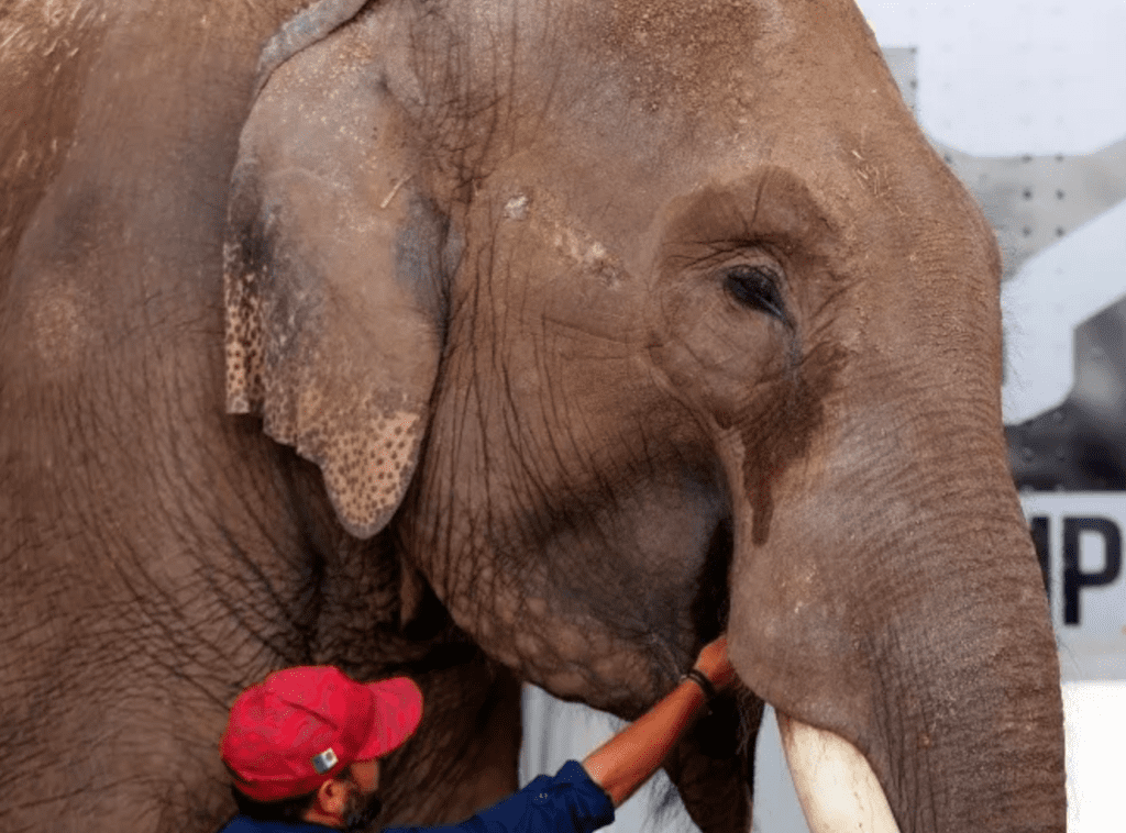 Liberan a "Big Boy", elefante abandonado por un circo