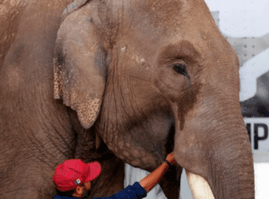 Liberan a “Big Boy”, elefante abandonado por un circo