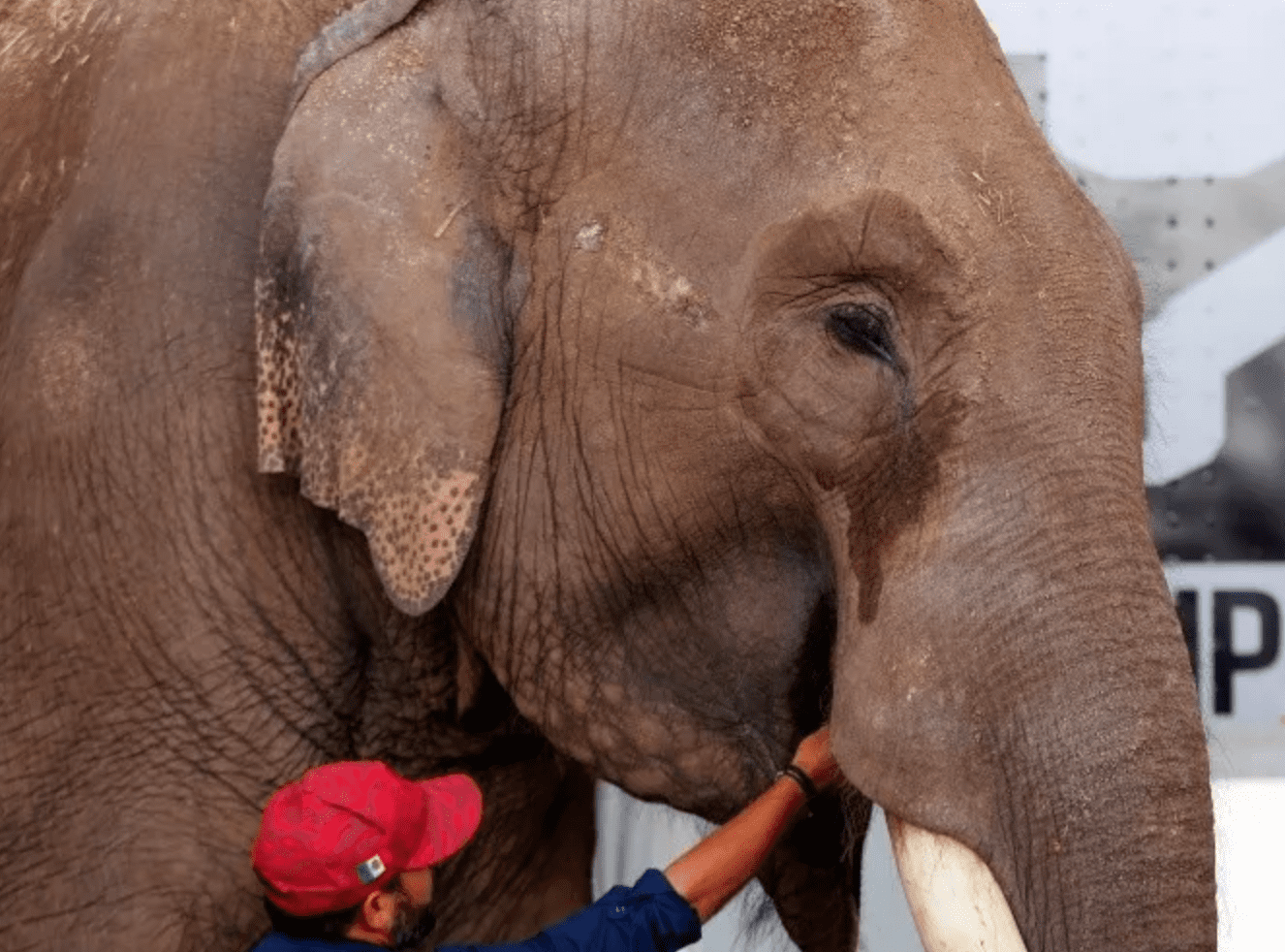 Liberan a "Big Boy", elefante abandonado por un circo
