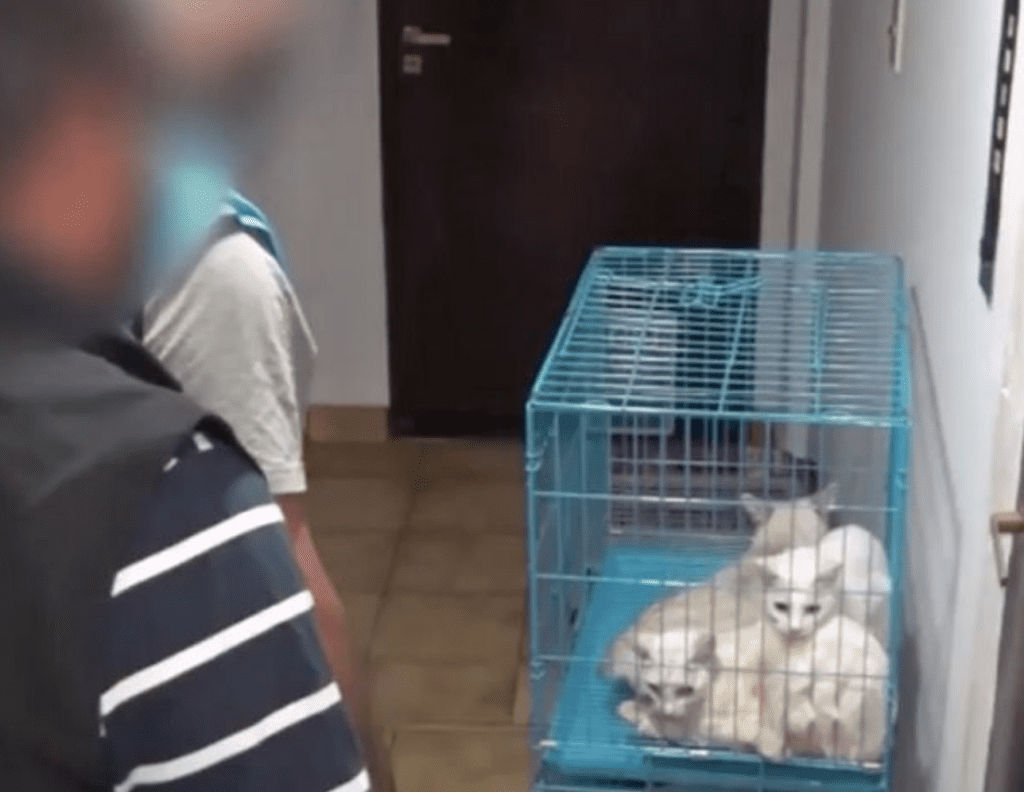 Encuentran 17 gatos enfermos y 7 en un congelador, en casa de Argentina