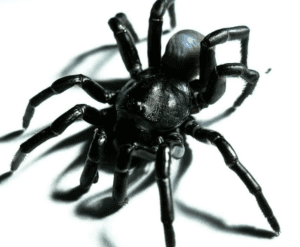 Descubren nueva especie de araña relacionada con las tarántulas #IMÁGENES