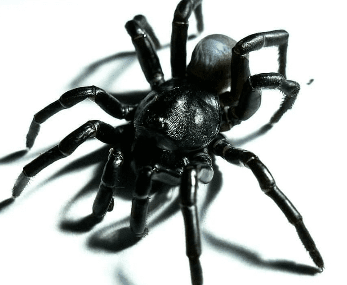 Descubren nueva especie de araña relacionada con las tarántulas #IMÁGENES