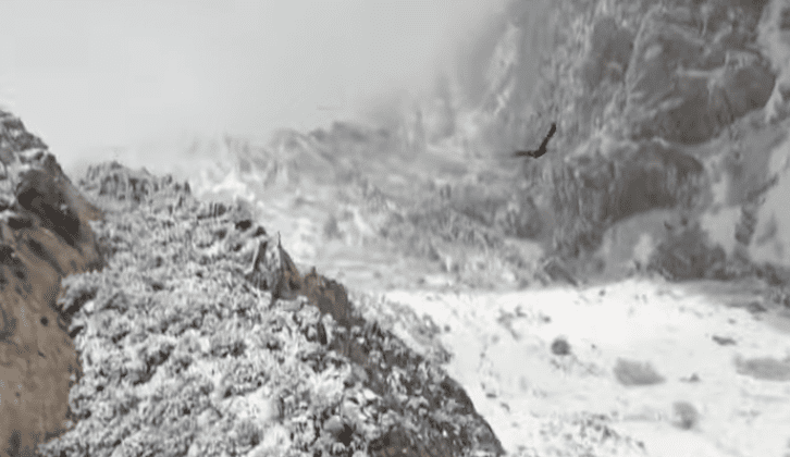 Águila sorprende al unirse al vuelo de un dron #VIDEO