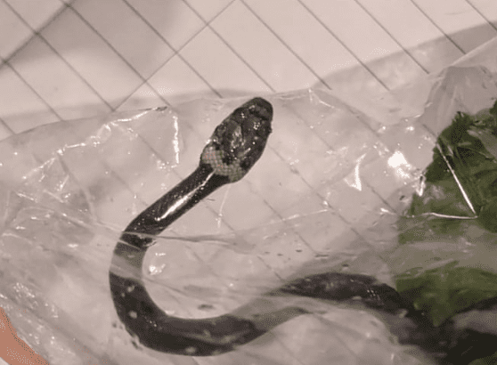 Mujer encuentra serpiente en bolsa de lechuga