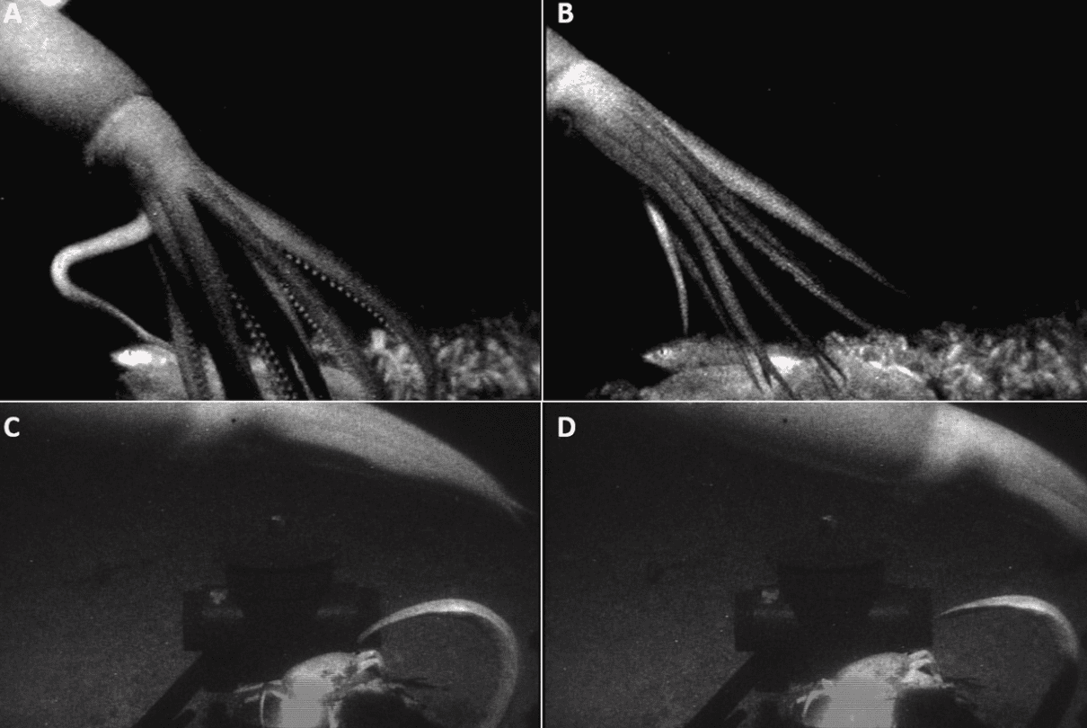Captan por primera vez un calamar gigante nadando en las profundidades marinas